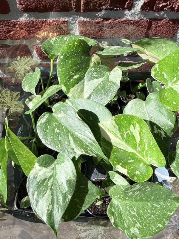 Monstera thai