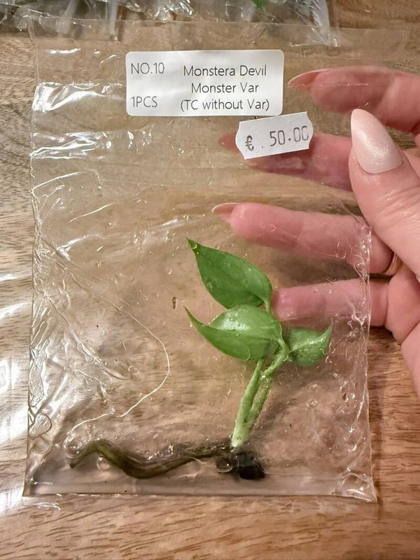 Monstera Devil Monster without variagation 10