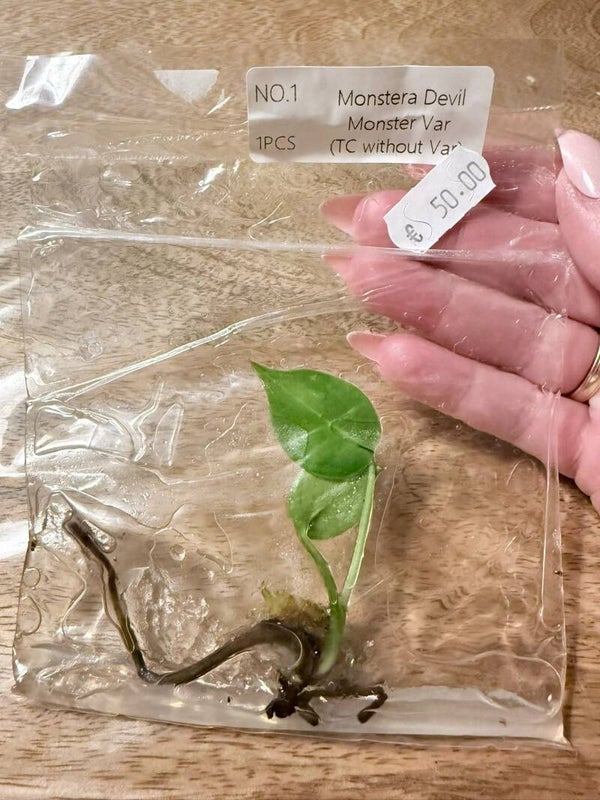 Monstera Devil Monster without variagation 1