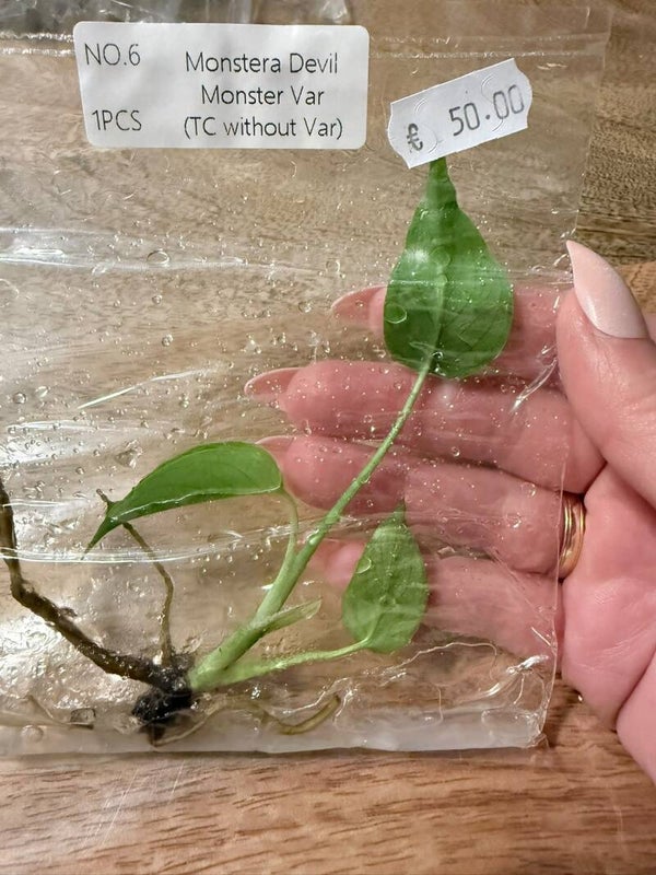 Monstera Devil Monster without variagation 6