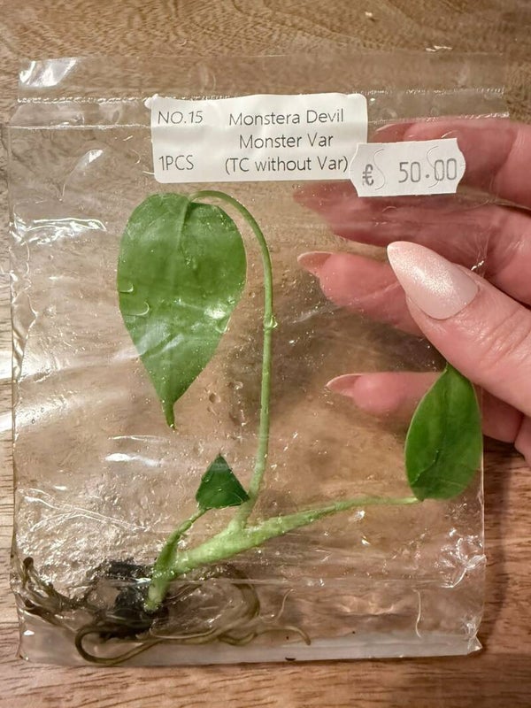 Monstera Devil Monster without variagation 15