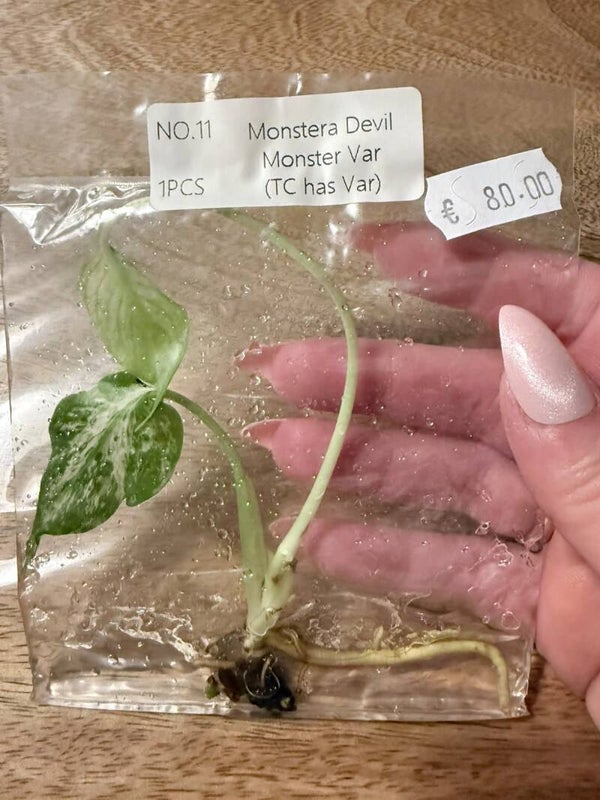 Monstera Devil Monster with variagation 11