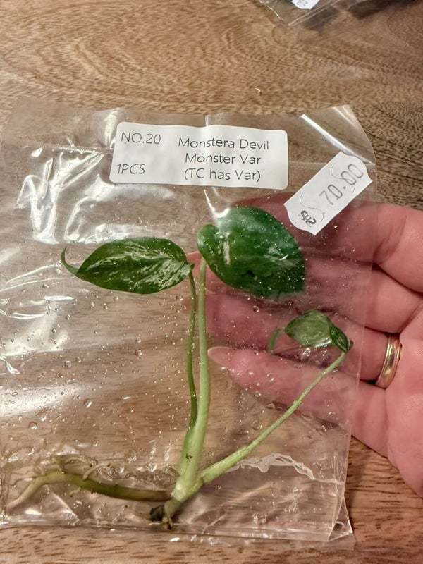Monstera Devil Monster with variagation 20