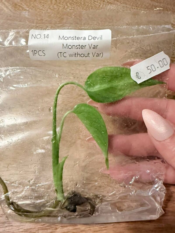 Monstera Devil Monster without variagation 14