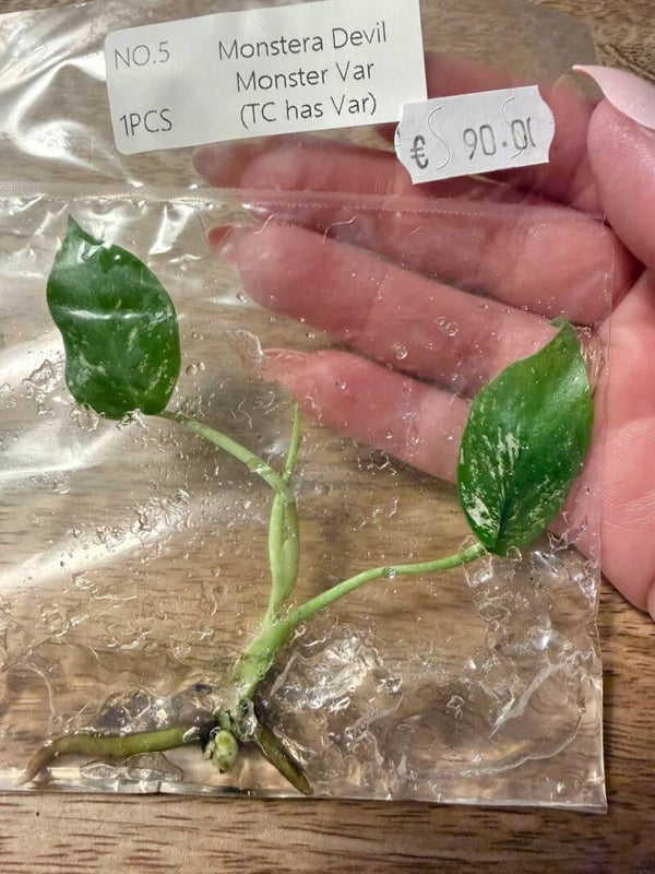 Monstera Devil Monster with variagation 5
