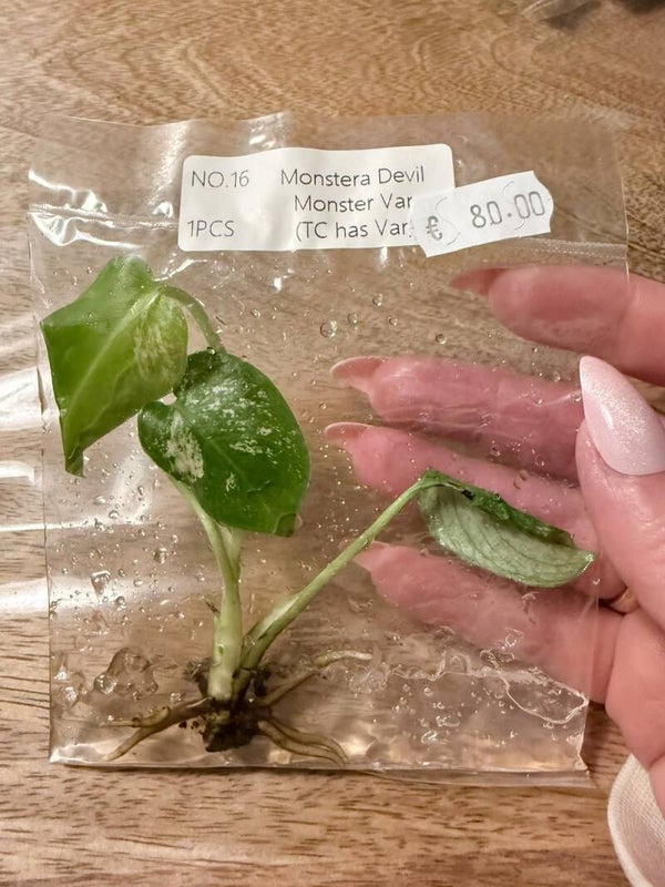 Monstera Devil Monster with variagation 16