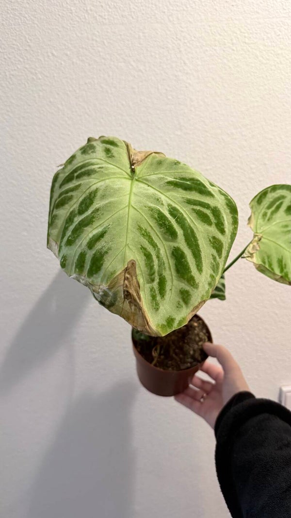 Anthurium Dorayaki Silver kneusje