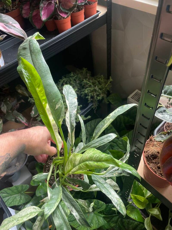 Epipremnum Giganteum Variegated 3
