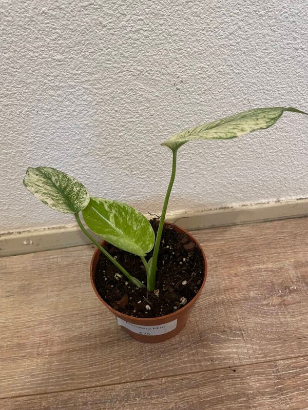 Monstera Mint 3