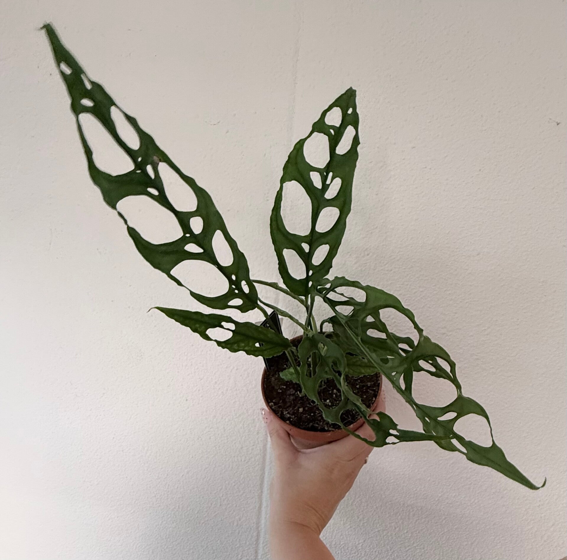 Monstera Peru