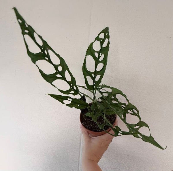 Monstera Peru