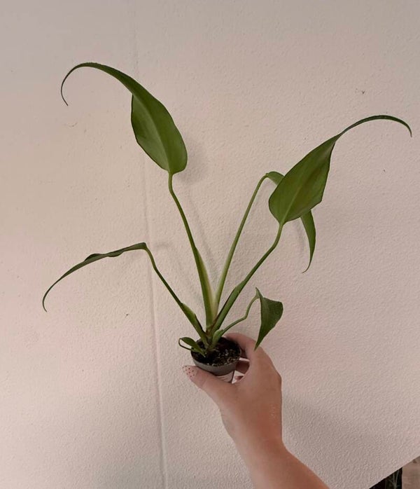 Monstera Burle Marx Flame