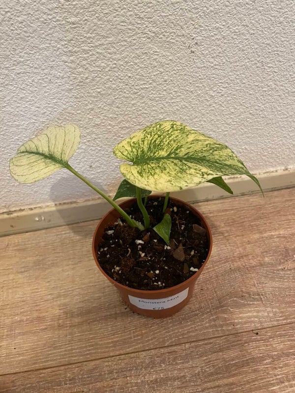 Monstera Mint 5