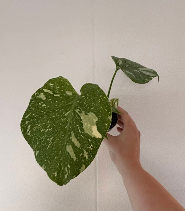 Monstera Thai