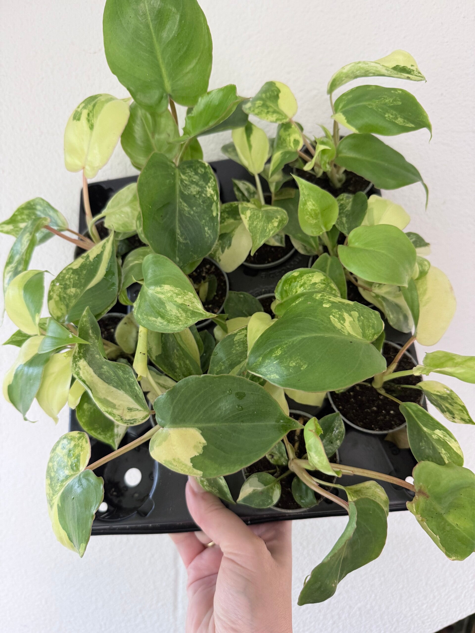 Philodendron burle marxii variagata