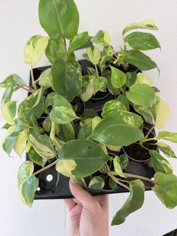 Philodendron burle marxii variagata