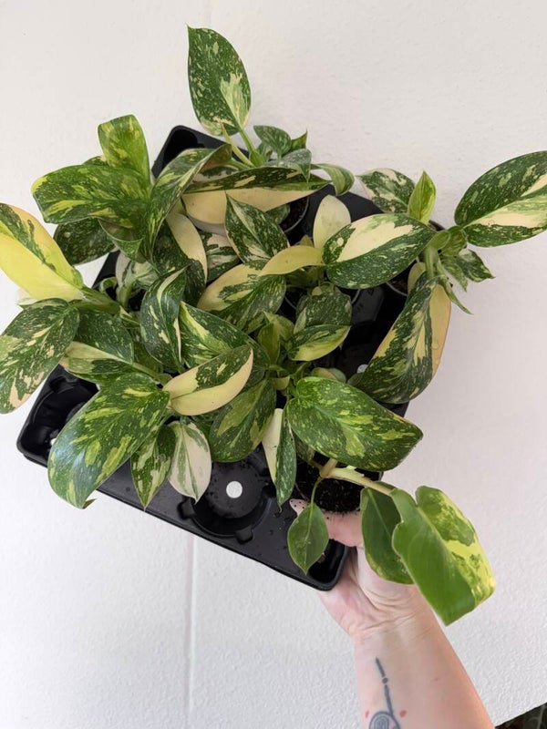 Philodendron Congo Green