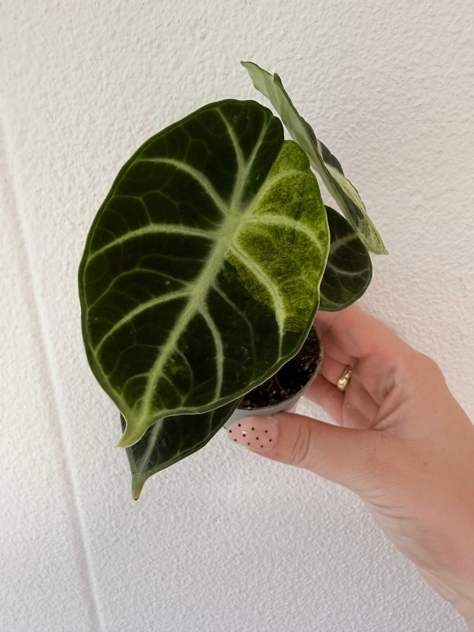 Alocasia ninja Variagata 2
