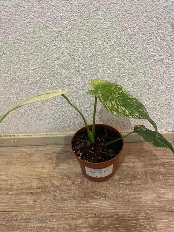Monstera Mint 9