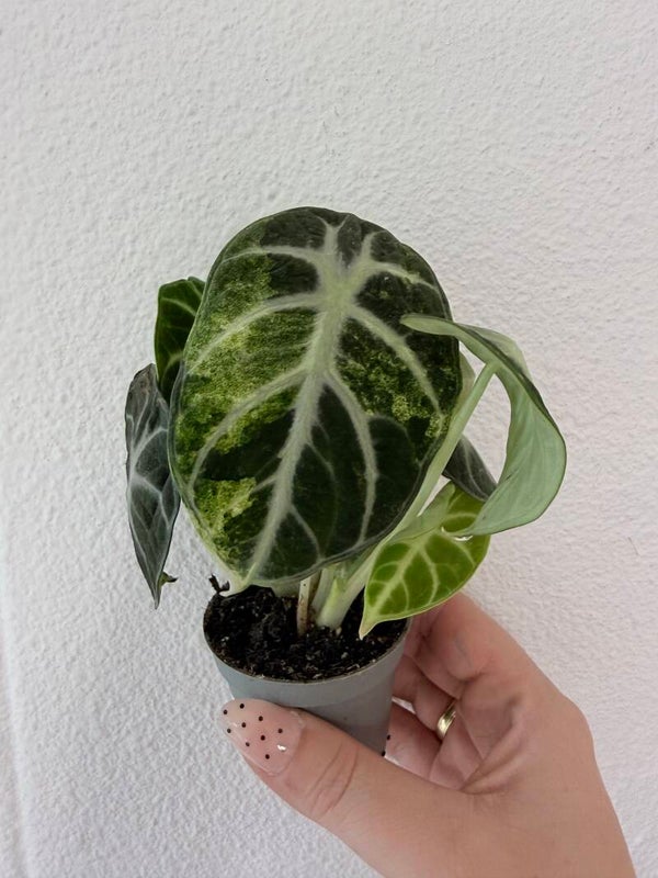 Alocasia ninja Variagata 1