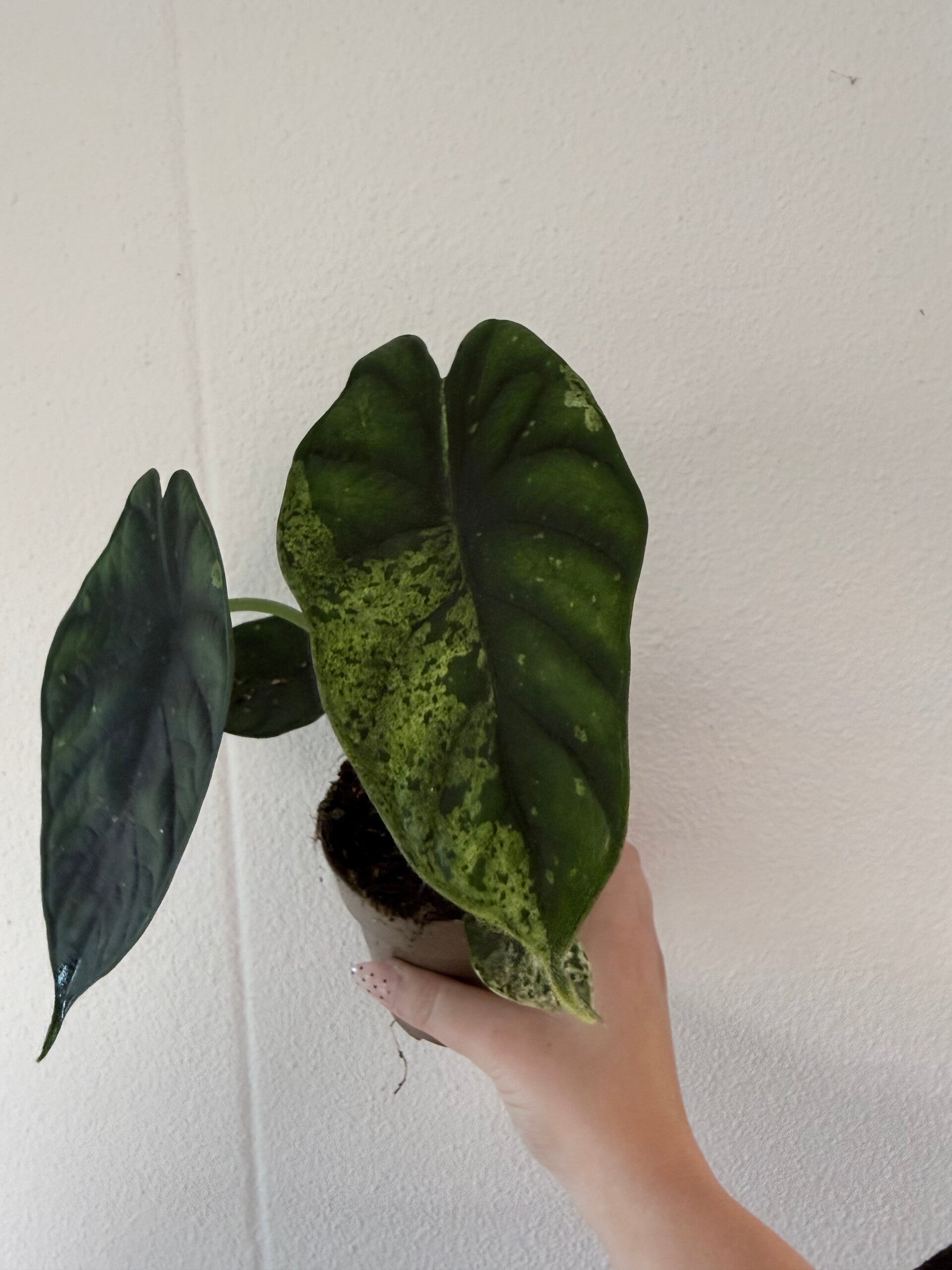 Alocasia dragon scale mint 2