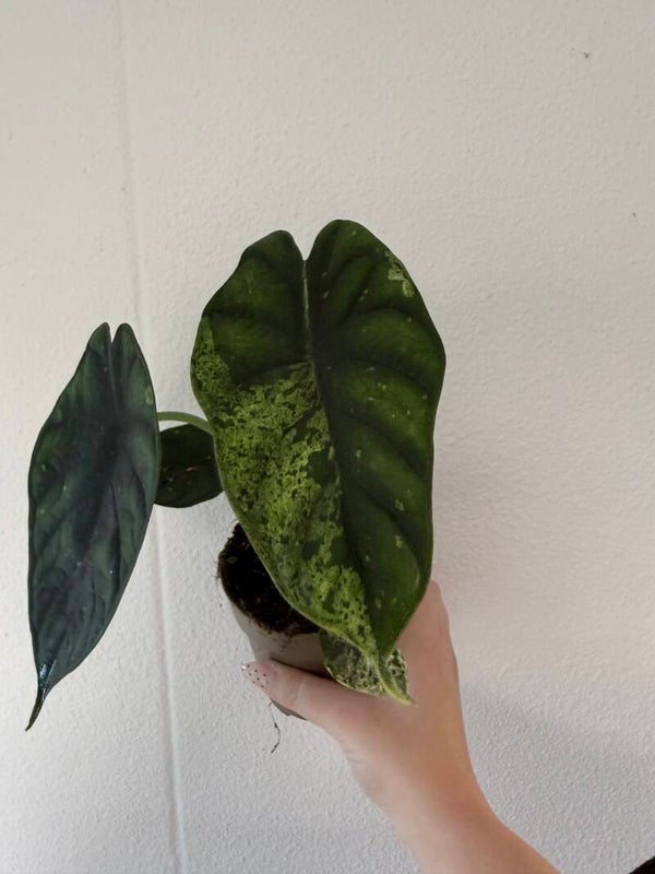 Alocasia dragon scale mint 2
