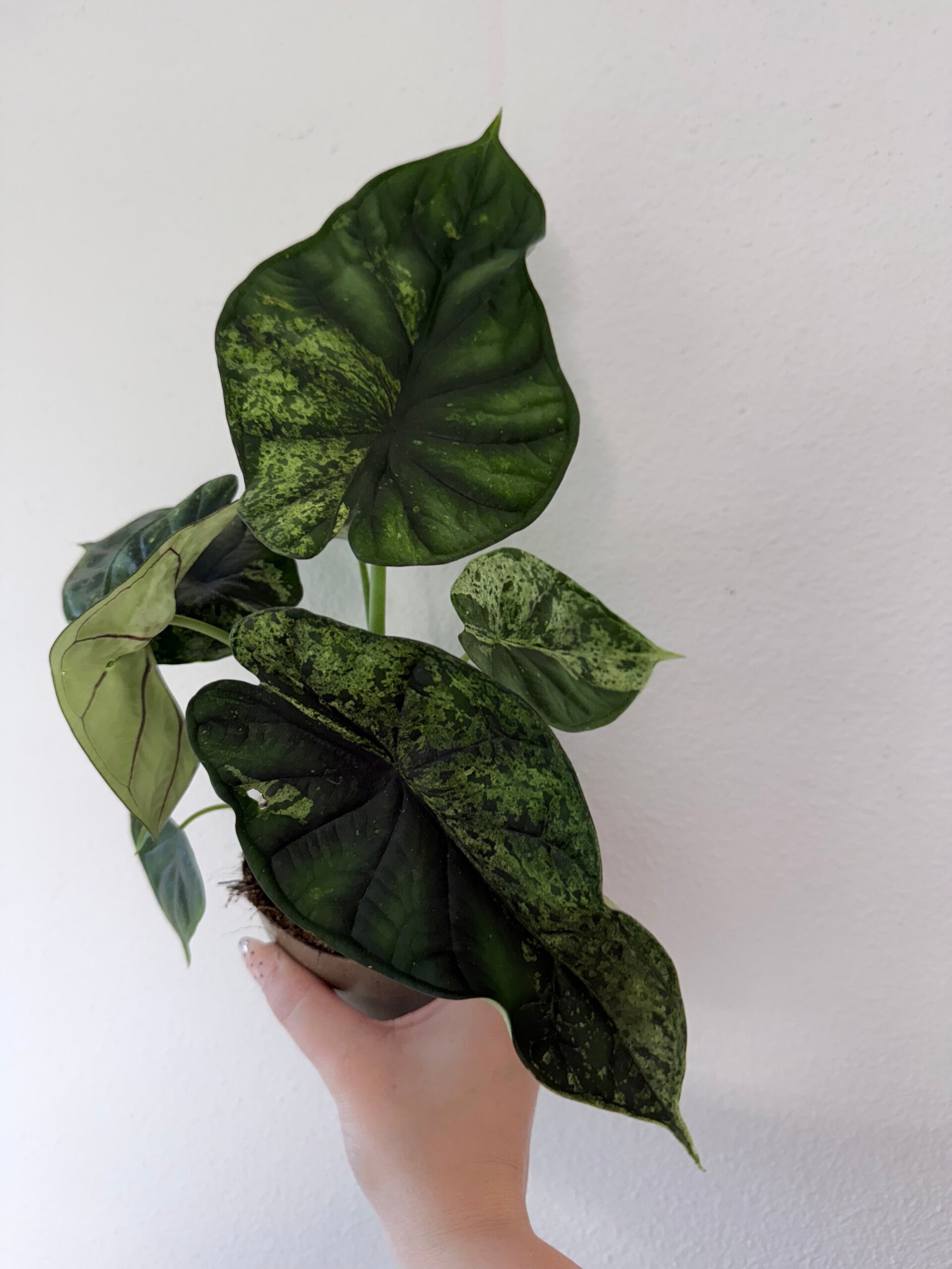 Alocasia dragon scale mint 1