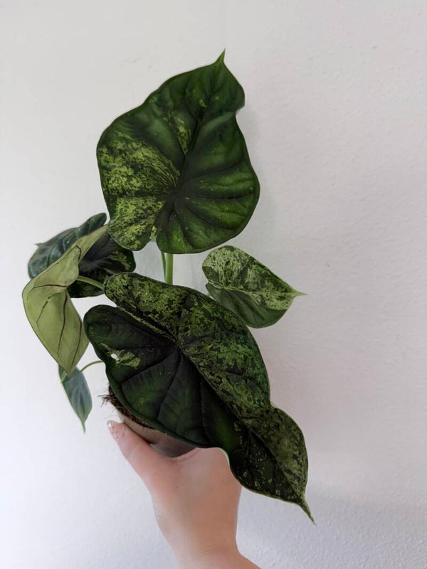 Alocasia dragon scale mint 1