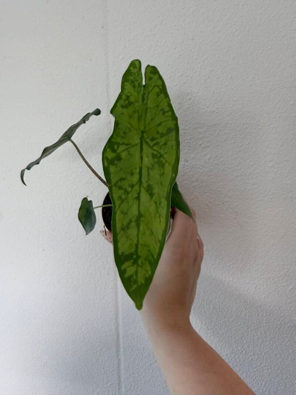 Alocasia shatterd glas 1