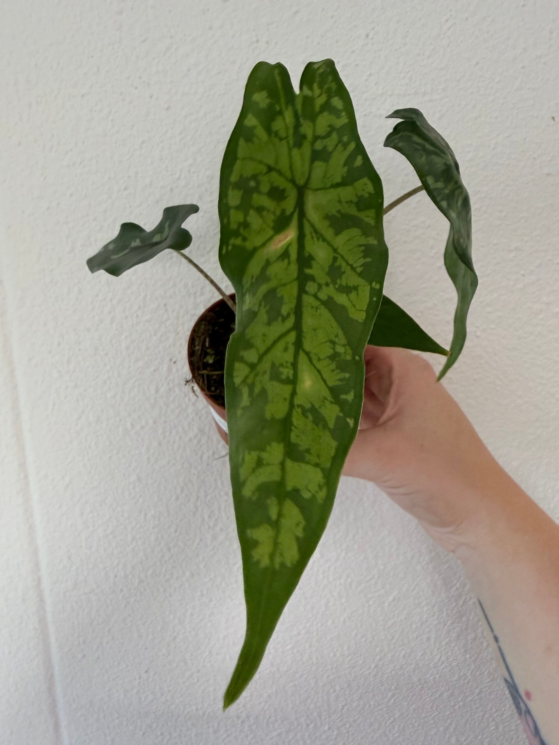 Alocasia shatterd glas 2