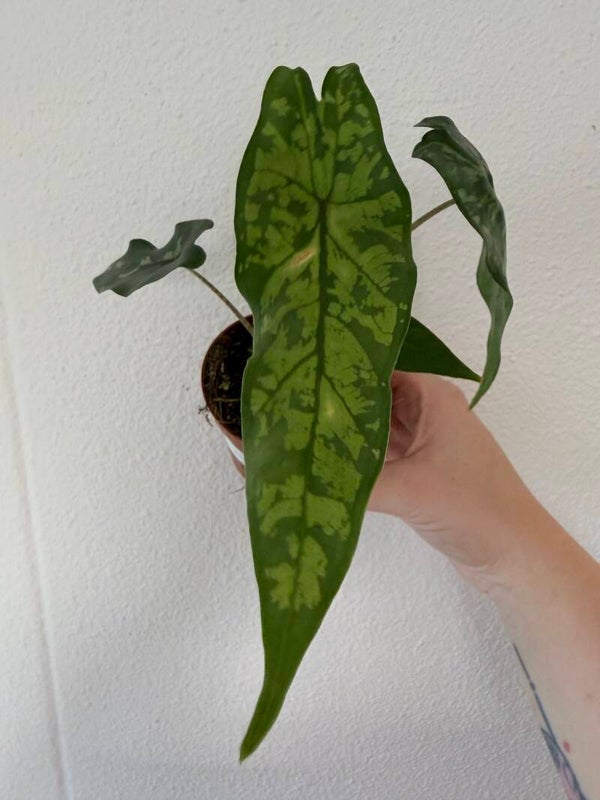 Alocasia shatterd glas 2