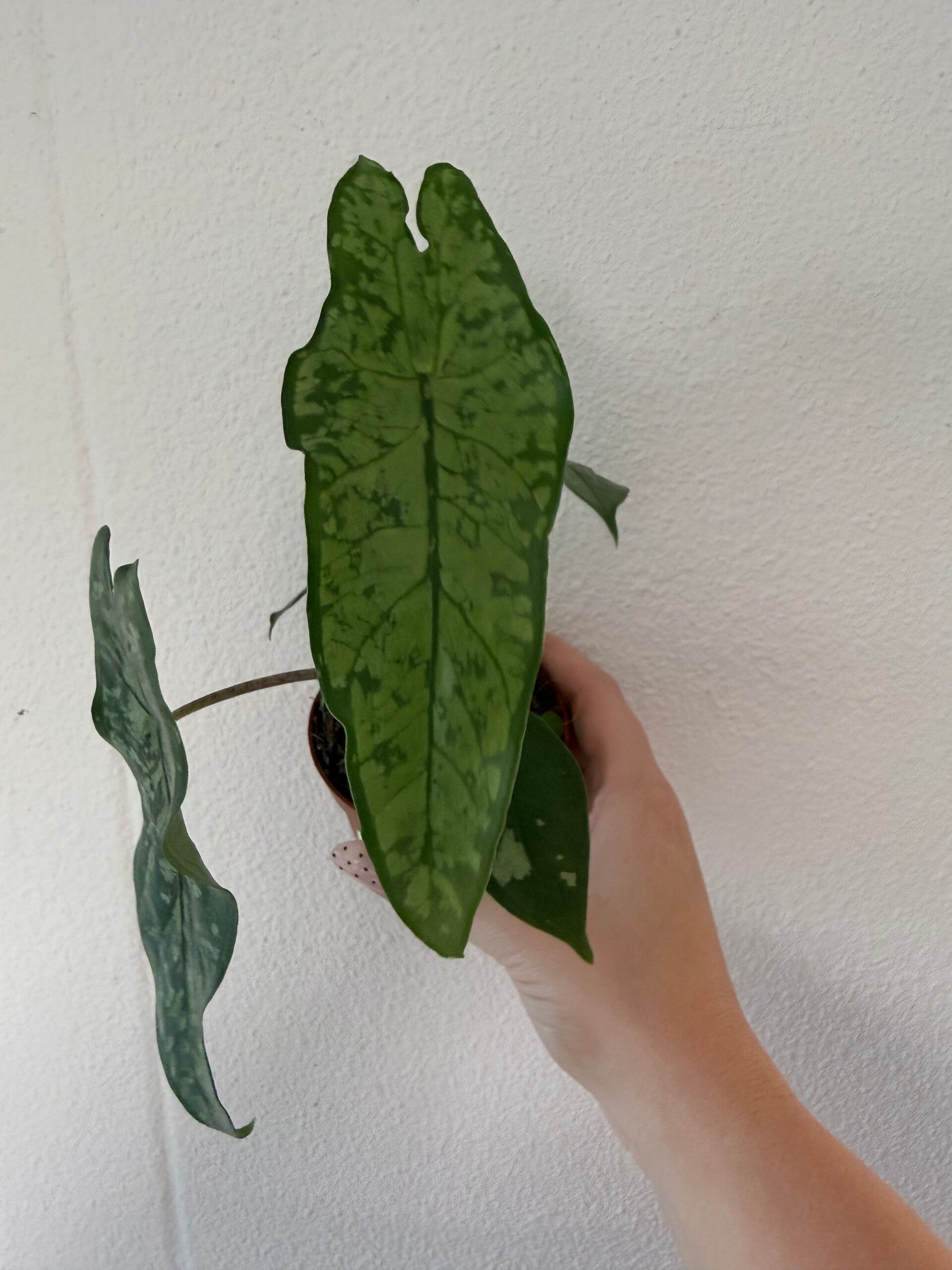 Alocasia shatterd glas 3