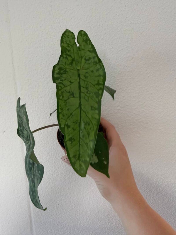 Alocasia shatterd glas 3