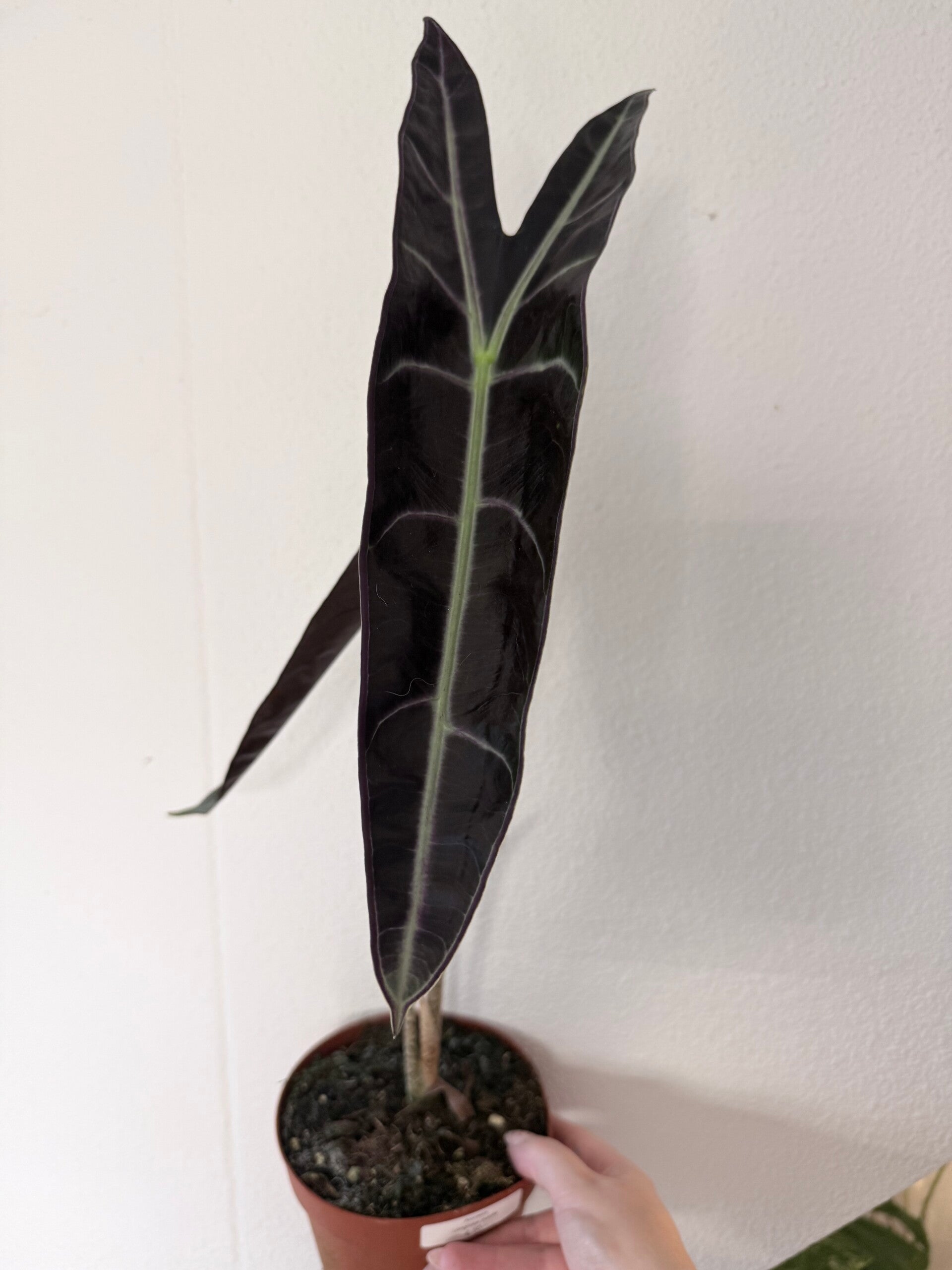 Alocasia longiloba purple