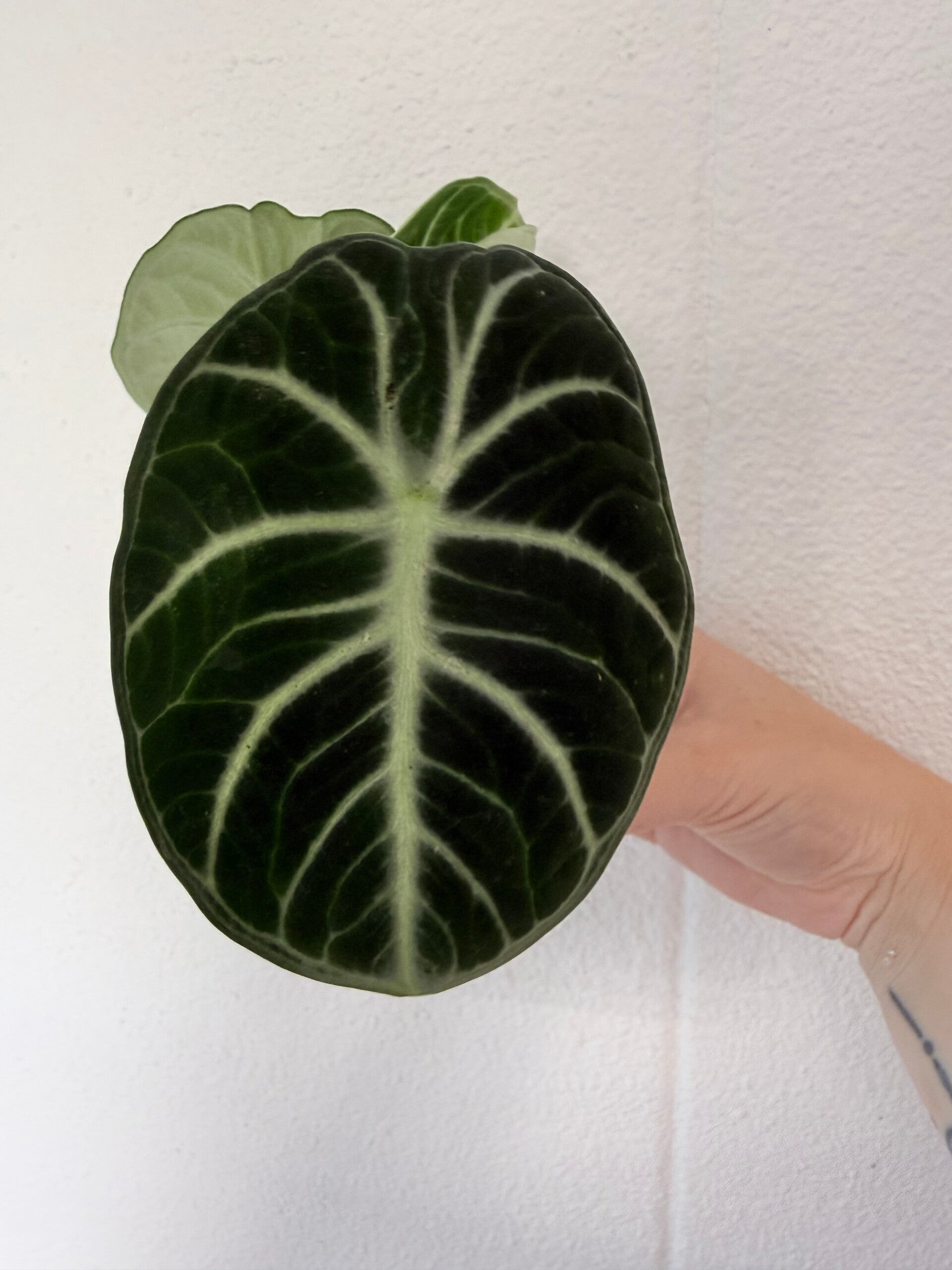 Alocasia ninja