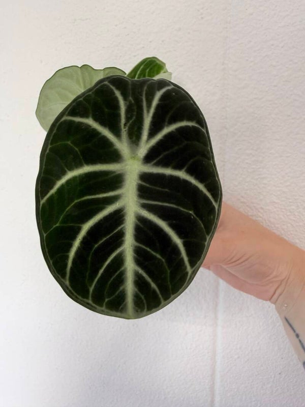 Alocasia ninja