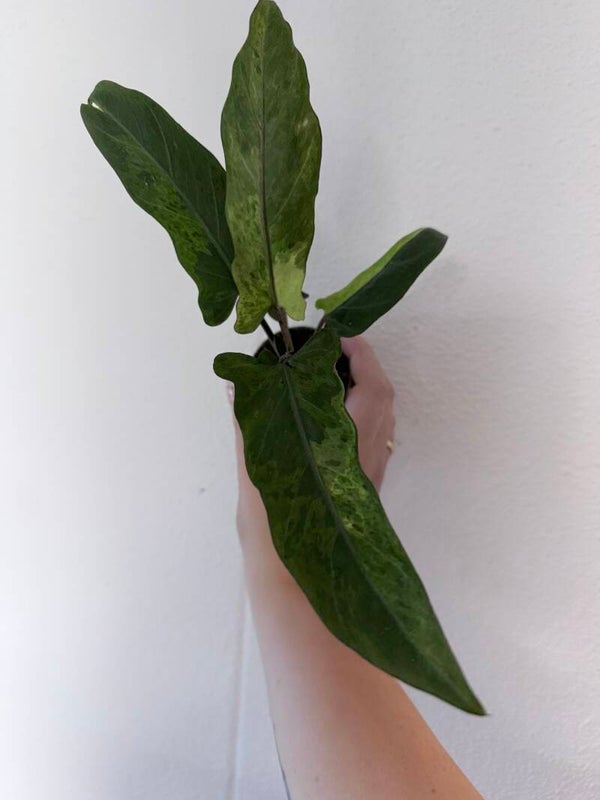 Alocasia lauterbachiana variagata