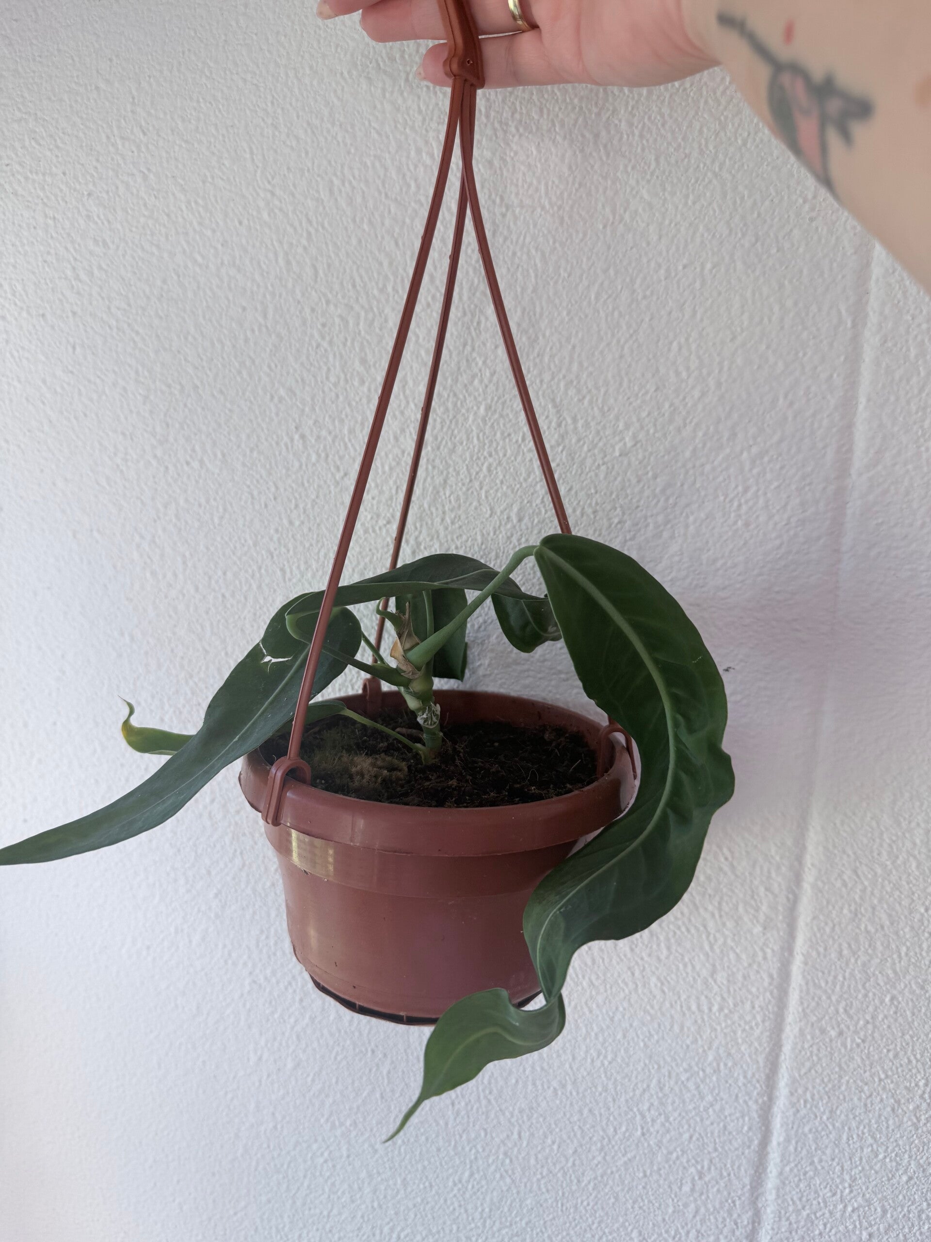 Anthurium pallidiflorum