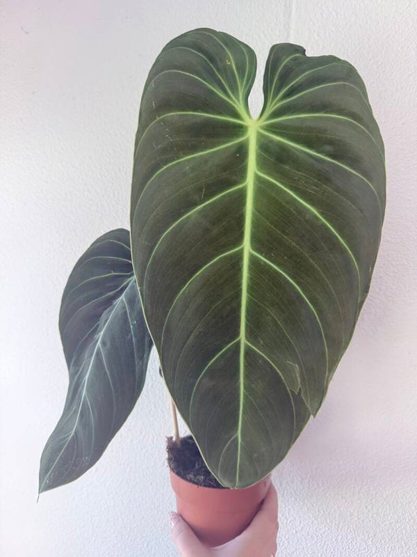 Philodendron Melanochrysum