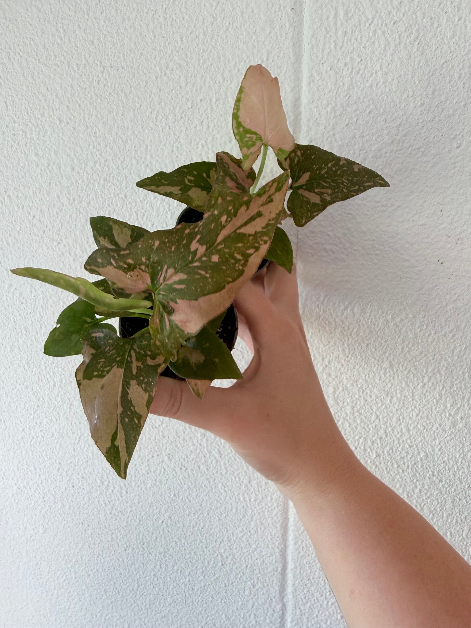 Syngonium pink splash
