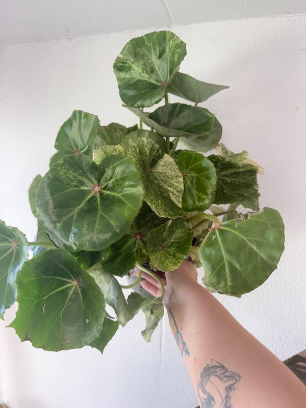 Begonia rouge variagata