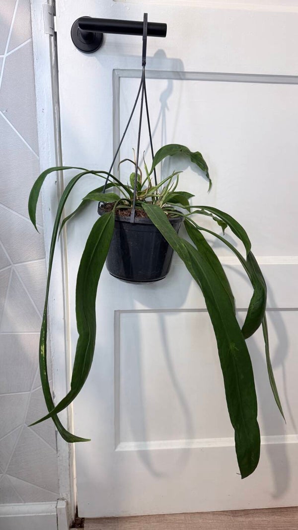 anthurium vittarifolium