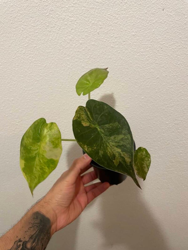 Alocasia Wentii Variagata 1