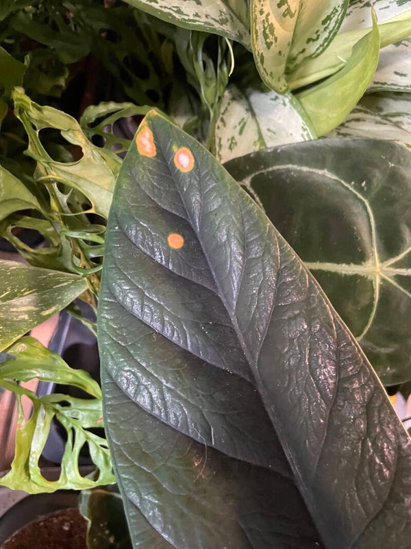 Alocasia Scalprum