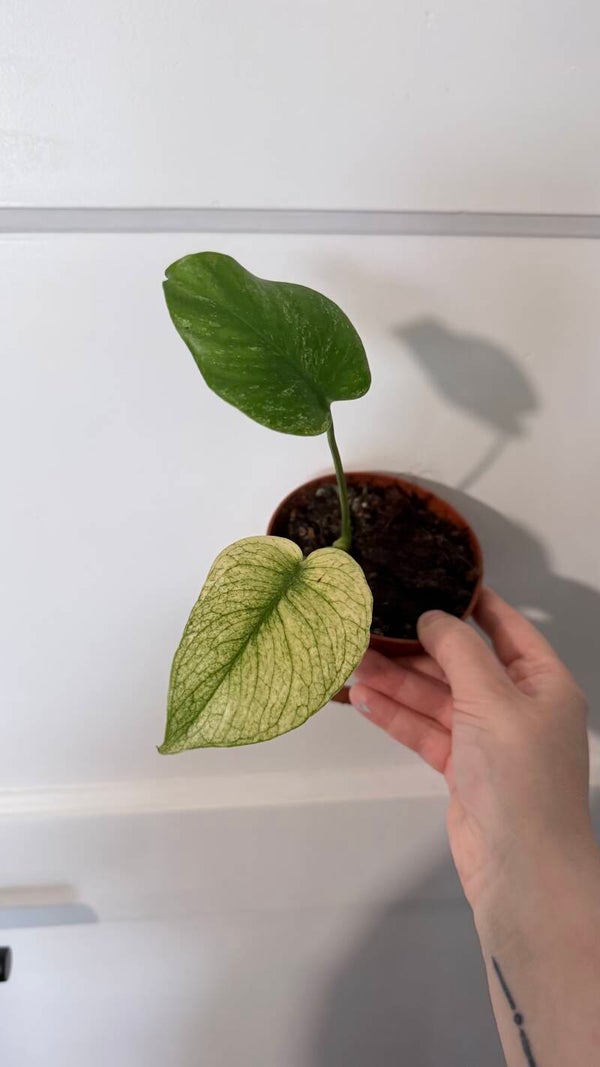 Monstera Mint 2