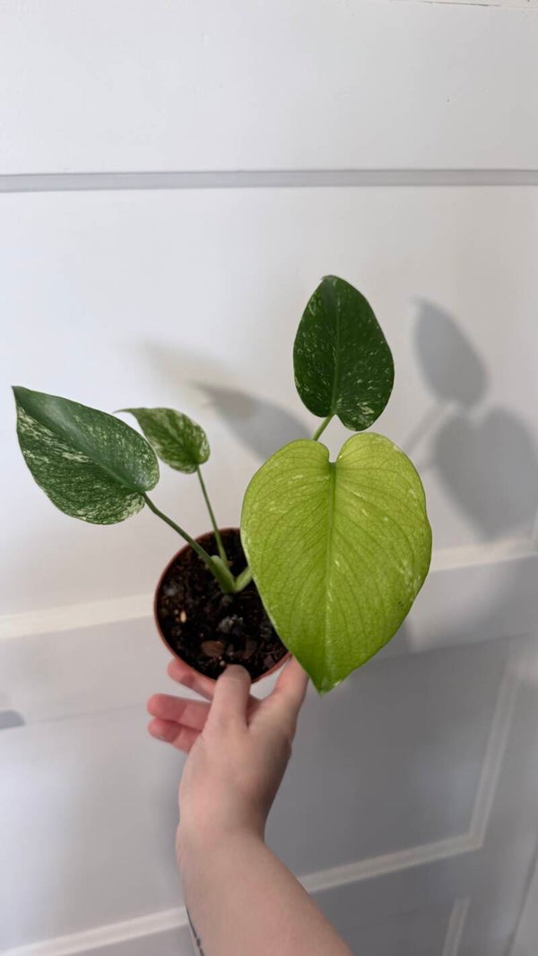 Monstera Mint 4
