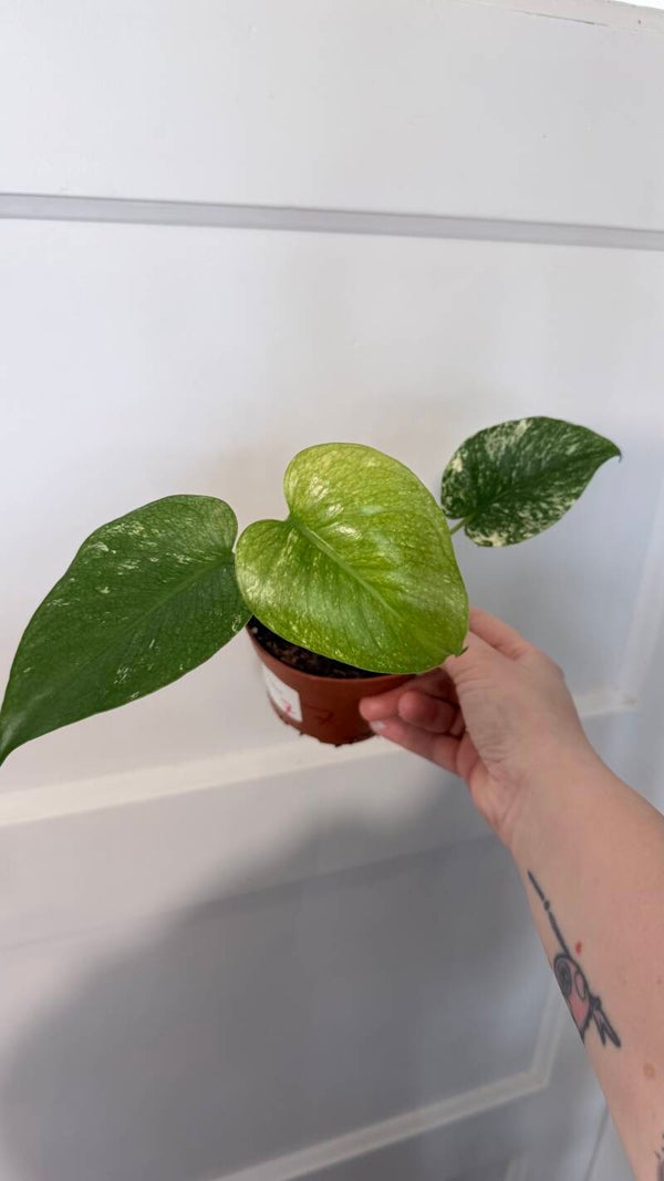 Monstera Mint 7