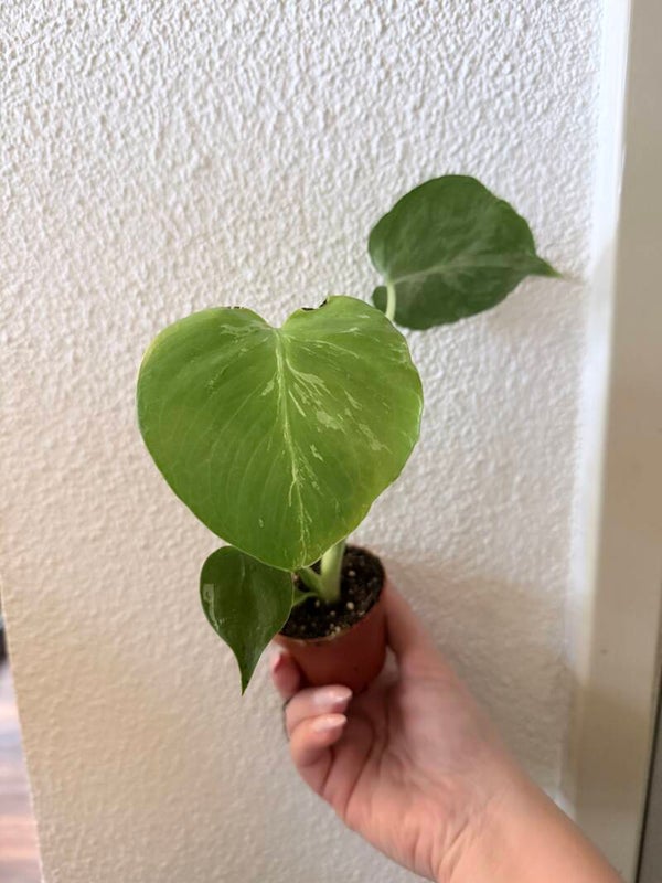 Monstera Bulbasaur 1
