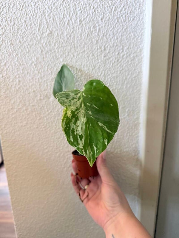 Monstera Bulbasaur 2
