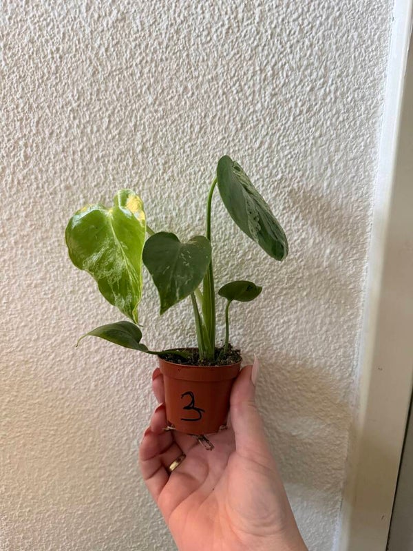 Monstera Bulbasaur 3